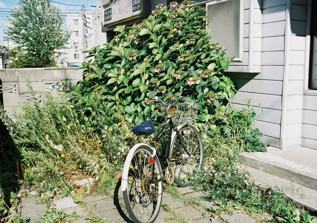 展示写真