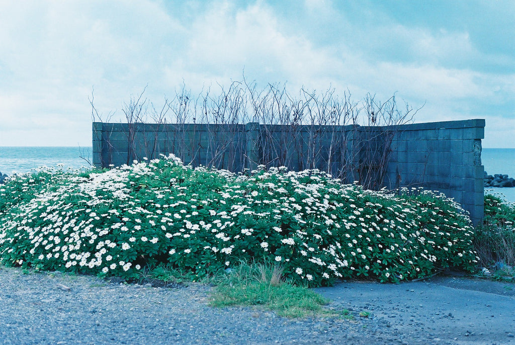 展示写真