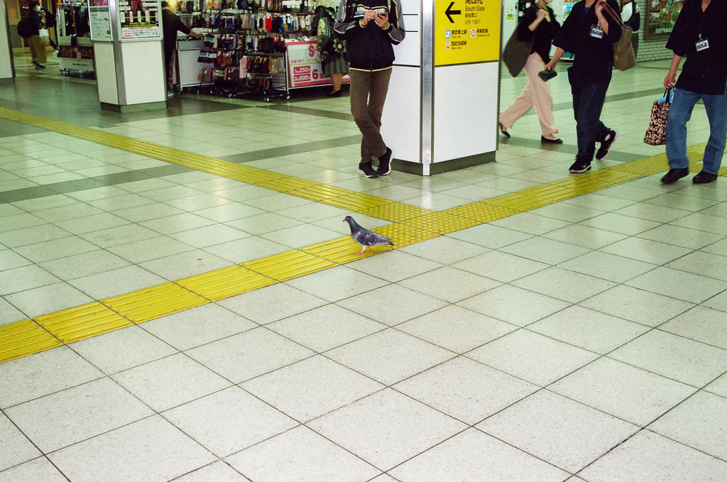 展示写真