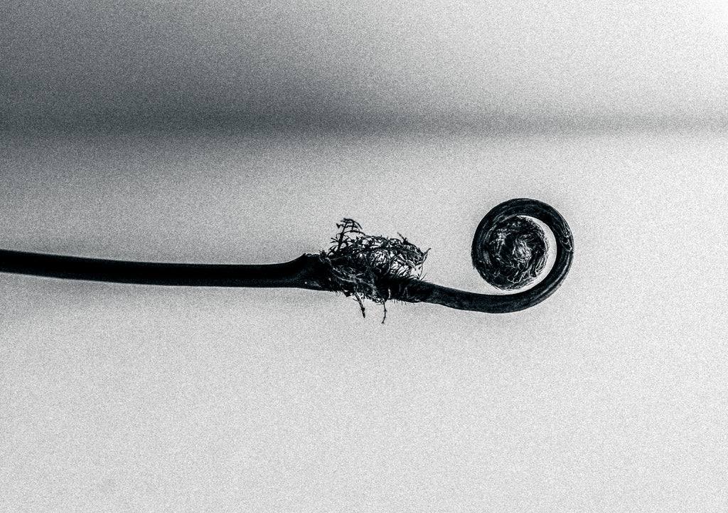 展示写真