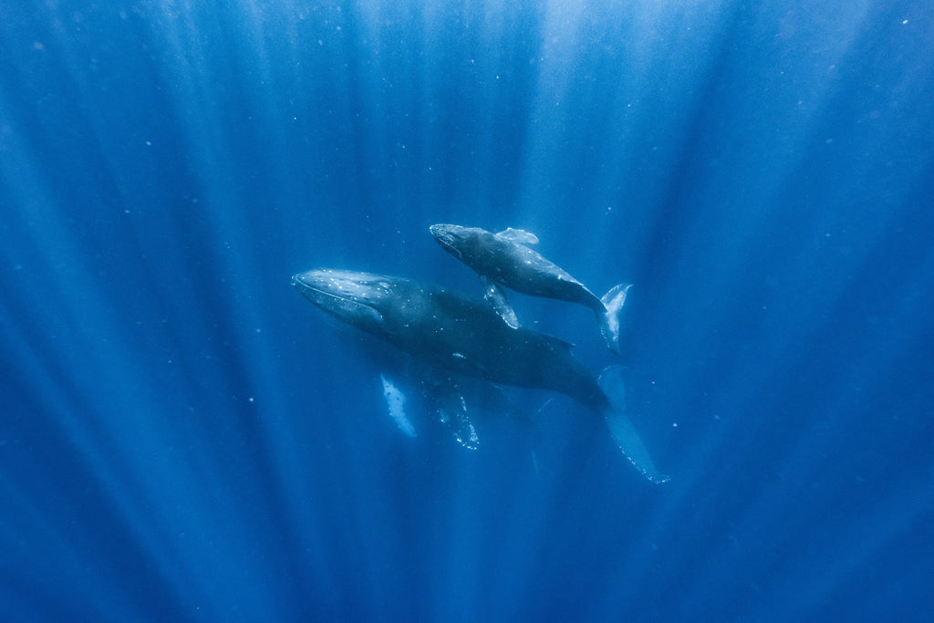 展示写真