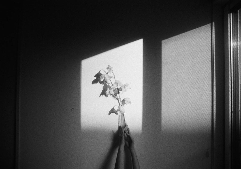 展示写真