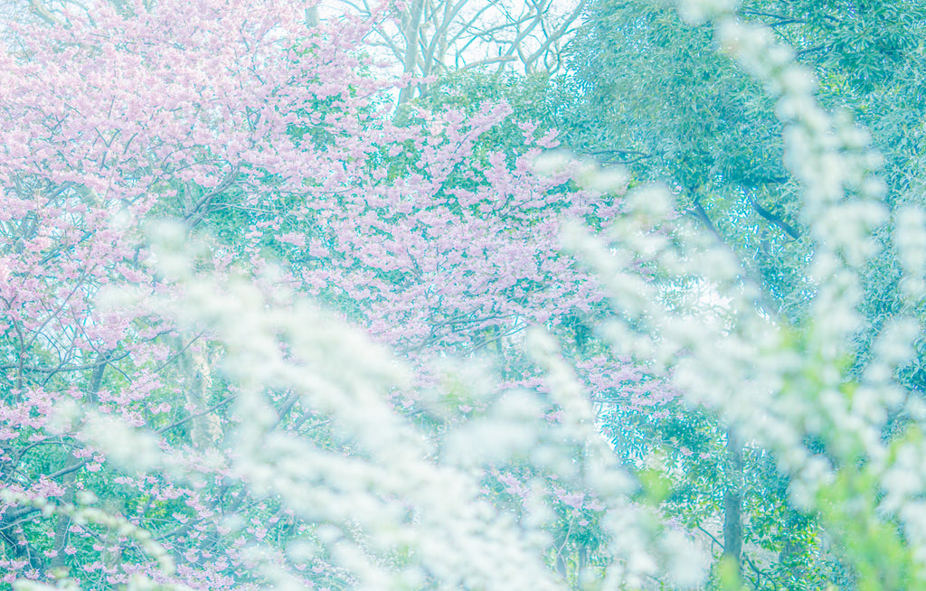 展示写真