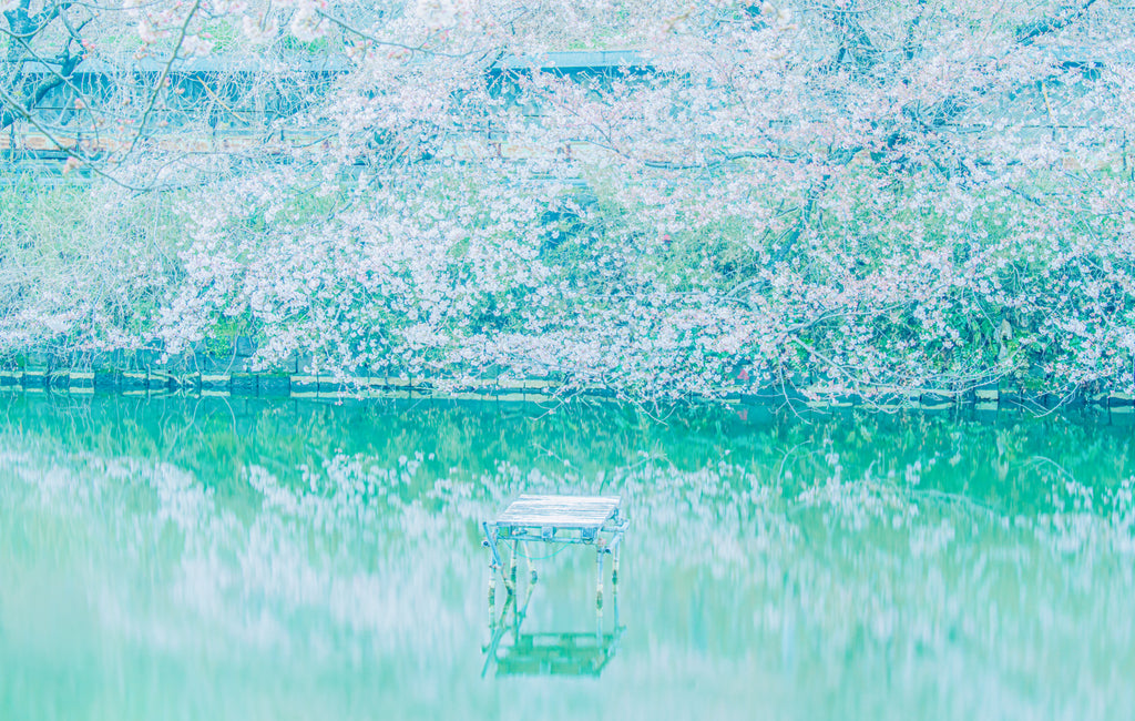 展示写真