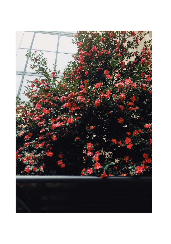 展示写真