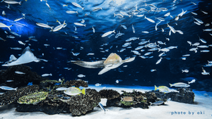 あき｜水族館撮影のコツ（オリジナルテキストコンテンツ）