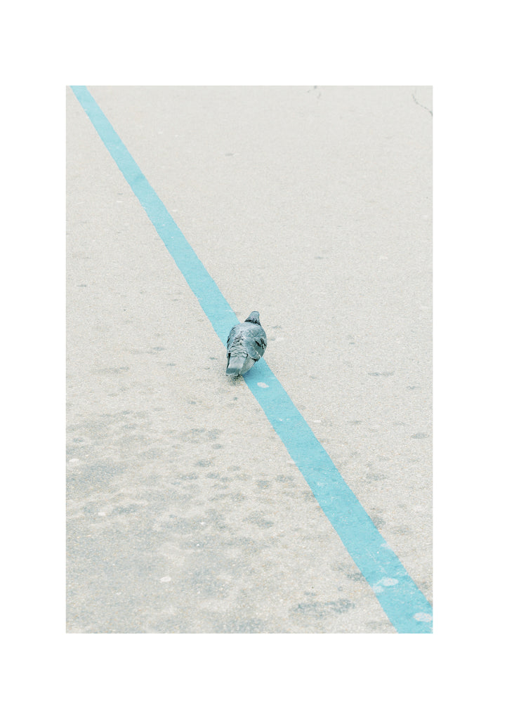 展示写真
