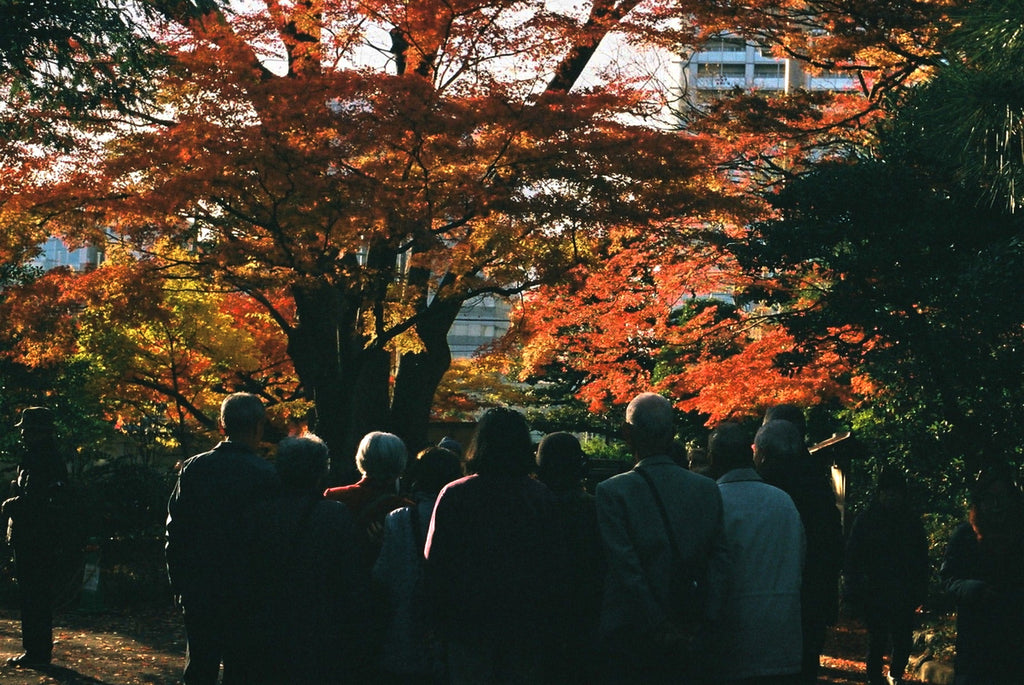 展示写真