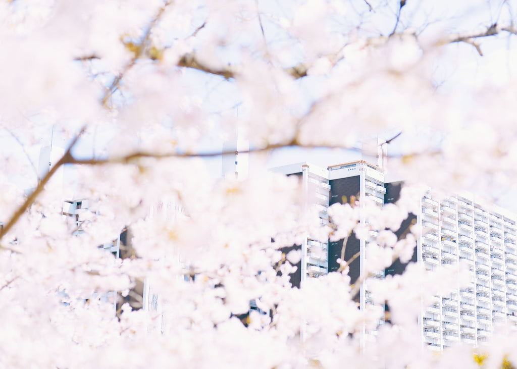 展示写真