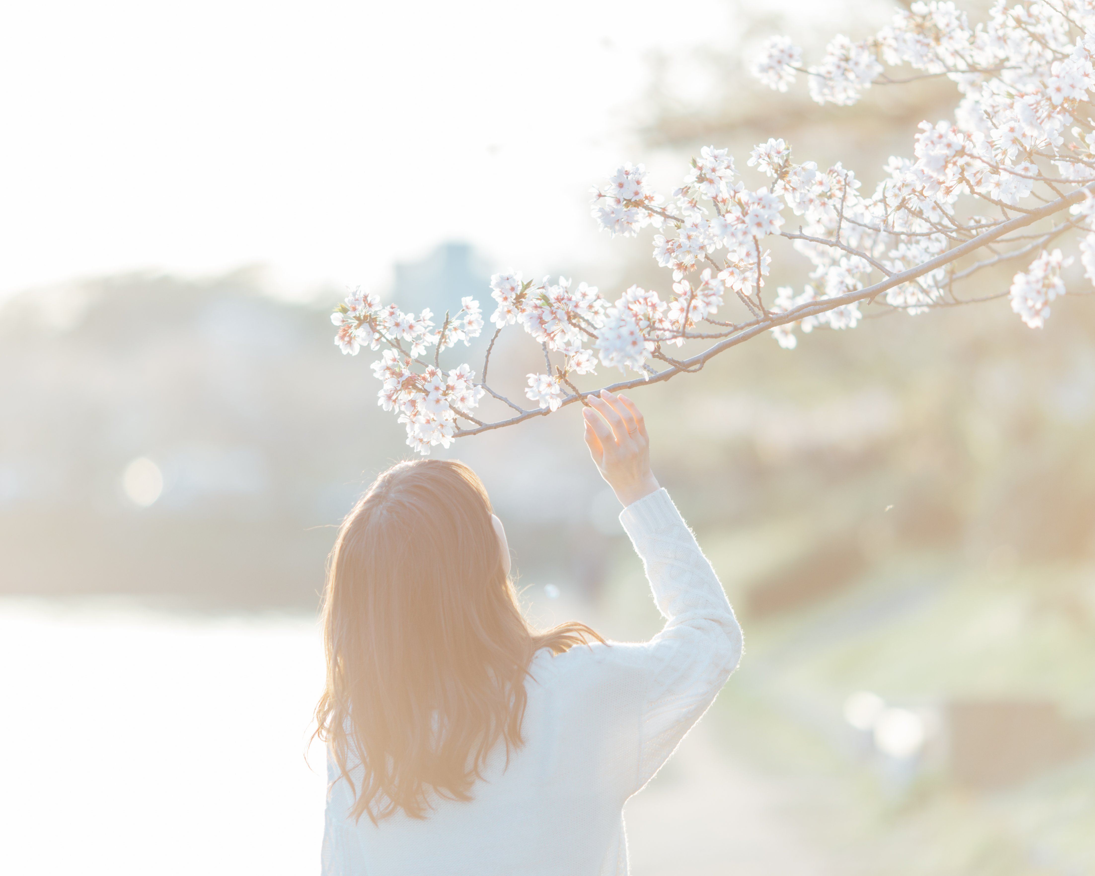 淡い光の中で桜を眺める女性